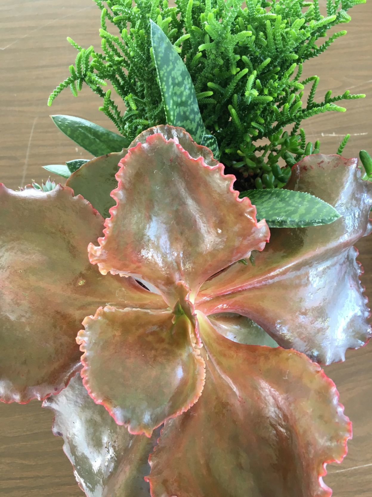 best succulent